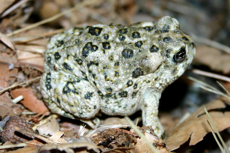 Image of Arroyo toad