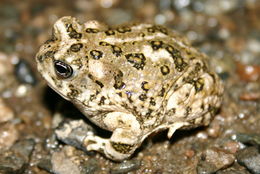 Image of Arroyo toad