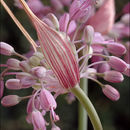 Sivun Allium carinatum subsp. pulchellum (G. Don) Bonnier & Layens kuva