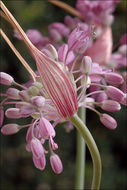 Image of Allium carinatum subsp. pulchellum (G. Don) Bonnier & Layens