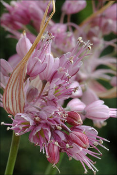 Image of Allium carinatum subsp. pulchellum (G. Don) Bonnier & Layens