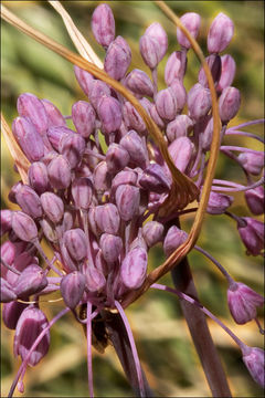 Image of Allium carinatum subsp. pulchellum (G. Don) Bonnier & Layens