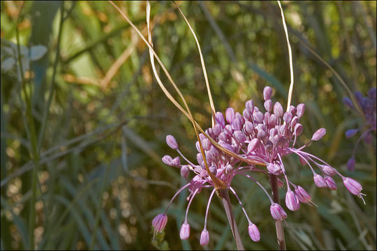 Image of Allium carinatum subsp. pulchellum (G. Don) Bonnier & Layens