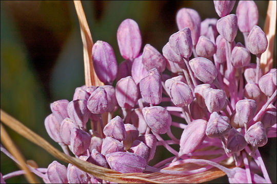 Image of Allium carinatum subsp. pulchellum (G. Don) Bonnier & Layens