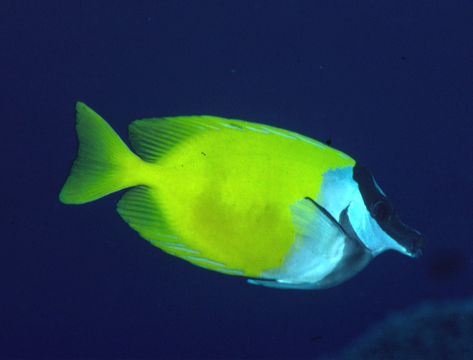 Image of Foxface rabbitfish