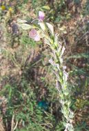 Plancia ëd Onobrychis viciifolia Scop.