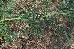 Plancia ëd Onobrychis viciifolia Scop.