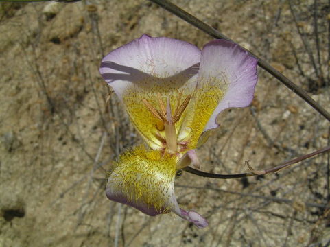 Image of Plummer's mariposa lily