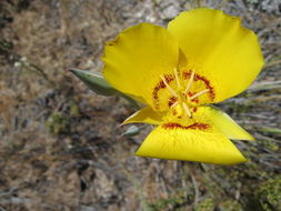 Image of goldenbowl mariposa lily