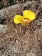 Image of goldenbowl mariposa lily