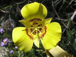 Image of goldenbowl mariposa lily