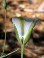 Image of plain mariposa lily