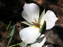 Image of plain mariposa lily