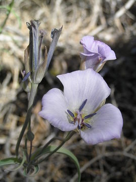 Image of plain mariposa lily