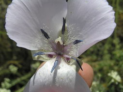 Image of splendid mariposa lily