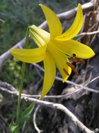 Image de Lilium parryi S. Watson