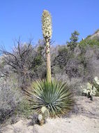 Image of chaparral yucca