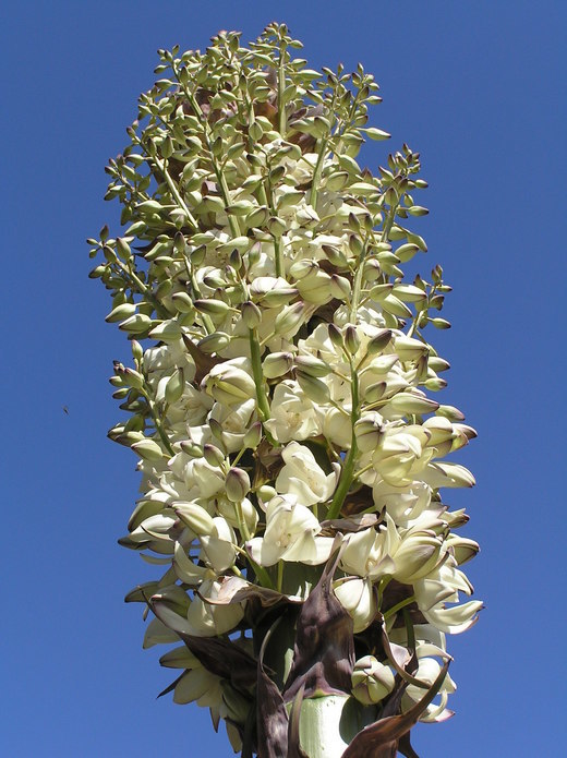 Image of chaparral yucca