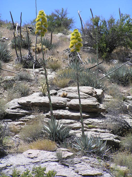 Image of Century Plant or Maguey