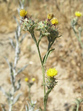 Imagem de Centaurea melitensis L.