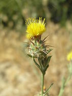 Image of Maltese star-thistle