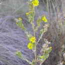 Image of Mojave tarweed