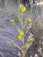 Image of Mojave tarweed