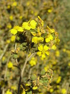 Image of Mojave tarweed