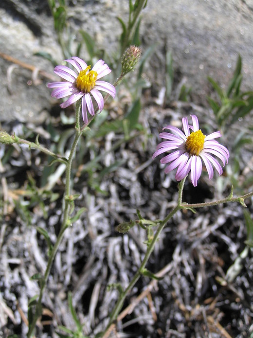 Image of common sandaster