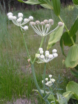 Plancia ëd <i>Sphenosciadium capitellatum</i>