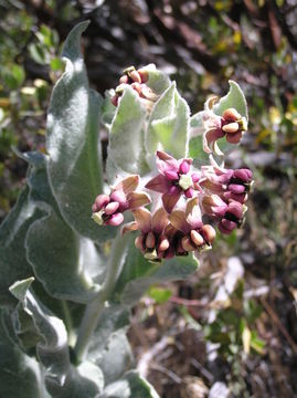 Image of California milkweed