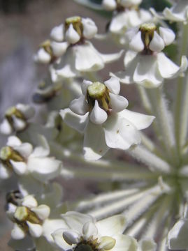 Image of woollypod milkweed