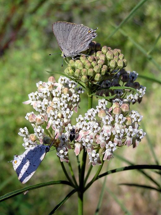 Image of Mexican whorled milkweed