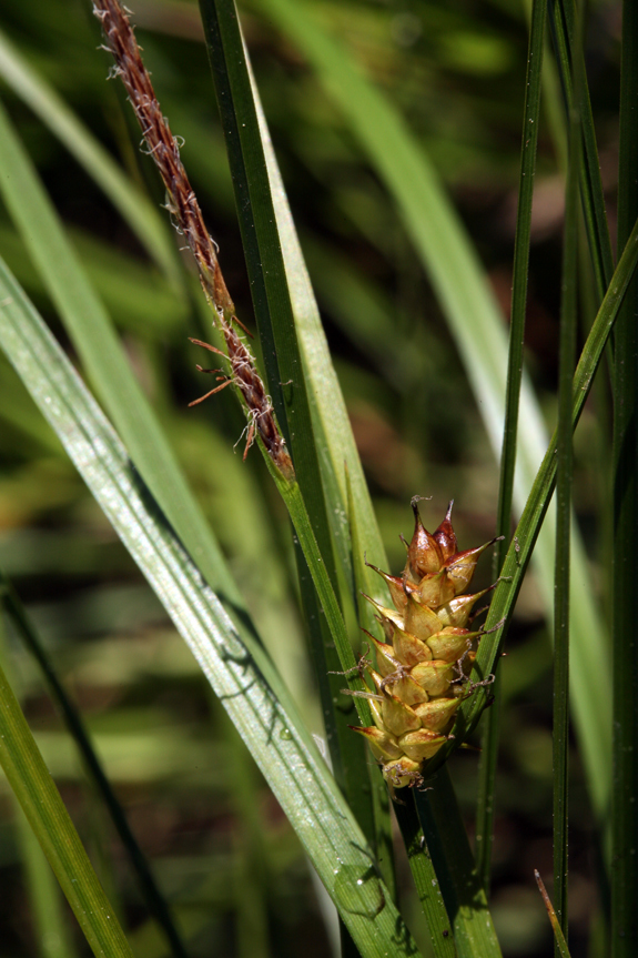 Imagem de Carex vesicaria L.