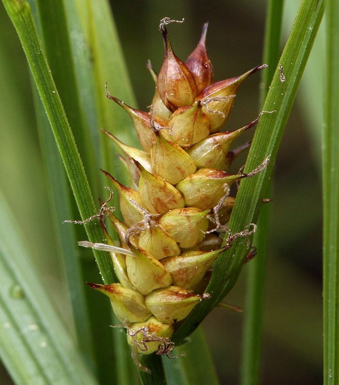 Imagem de Carex vesicaria L.