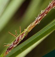 Imagem de Carex vesicaria L.