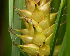 Imagem de Carex vesicaria L.