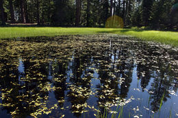 Image of Broad-leaved Pondweed