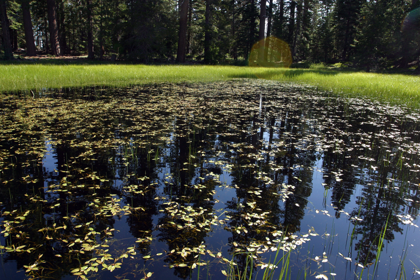 Image of Broad-leaved Pondweed