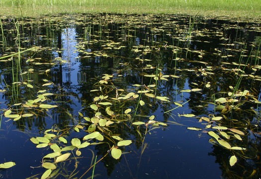 Image of Broad-leaved Pondweed