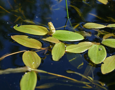 Image of Broad-leaved Pondweed