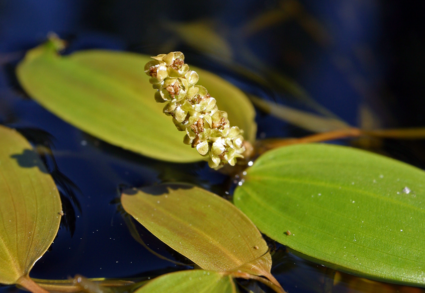 Image of Broad-leaved Pondweed