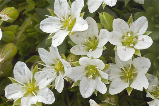 Image of Fringed sandwort