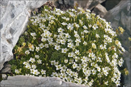 Image de Arenaria ciliata L.