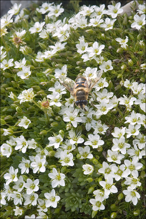 Image de Arenaria ciliata L.