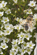 Image of Fringed sandwort