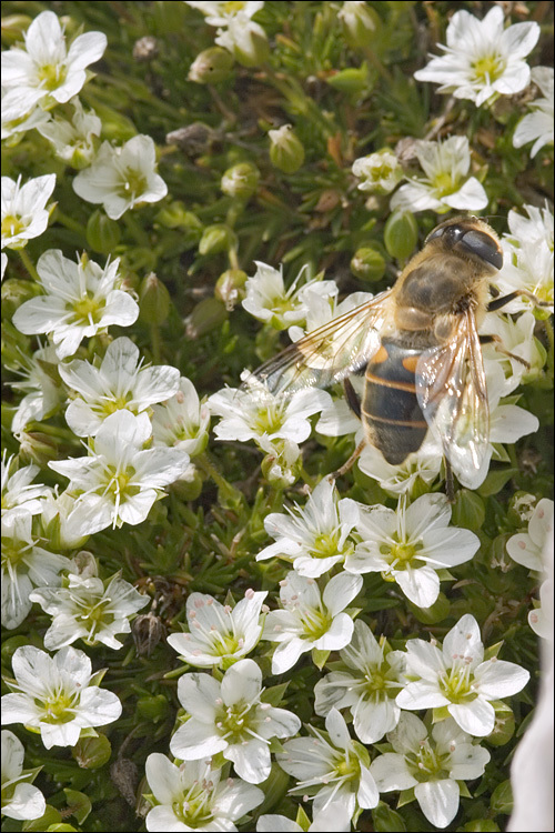 Image de Arenaria ciliata L.