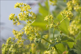 Image of Alchemilla fallax Buser ex M. Besse