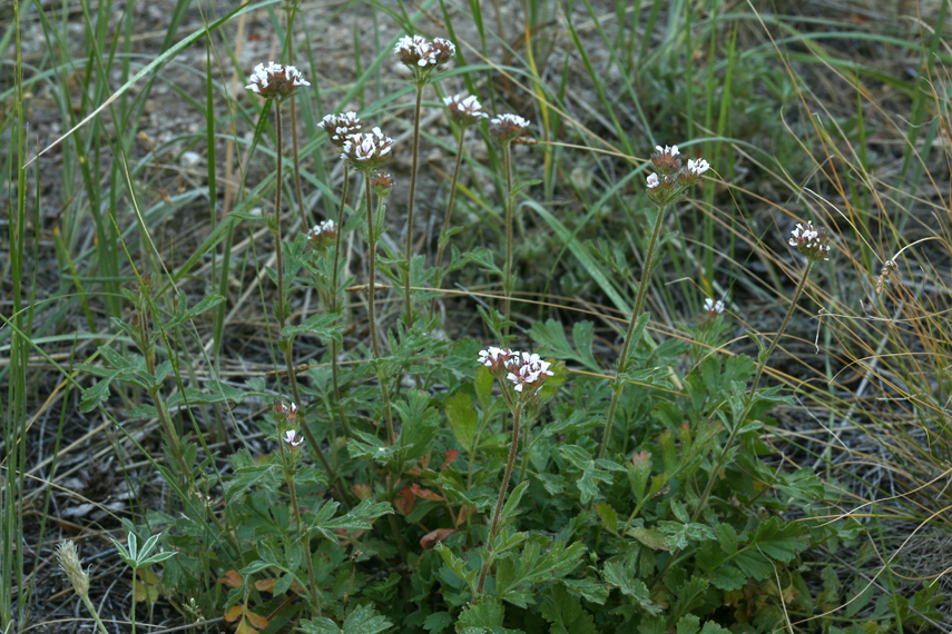 Image of smallflower horkelia