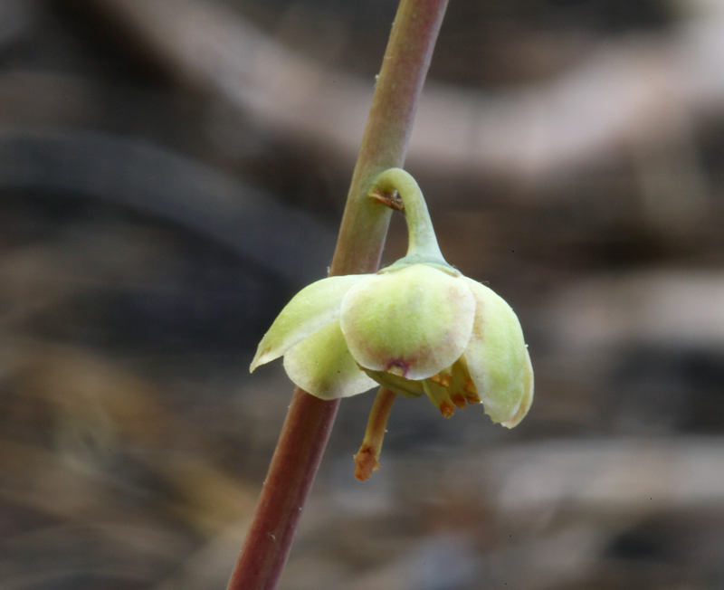 Image of whiteveined wintergreen